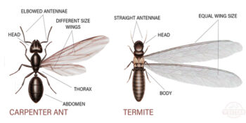 Efficient Pest Control Service Exterminator